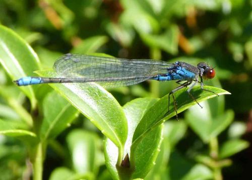 Réf. 210 323 : Erythromma viridulum